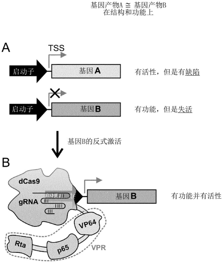 反式激活目的基因的同源基因的方法和诊断疾病的体外方法与流程