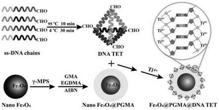 用于富集外泌体的DNA四面体复合磁性纳米材料及制备的制作方法