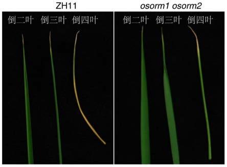 水稻OsORM基因及其蛋白的应用