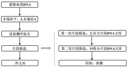 一种富集孕妇血浆中胎儿DNA的方法和试剂盒与流程