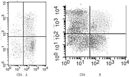 一种高效的人类血液免疫细胞CD4T分离培养技术的制作方法