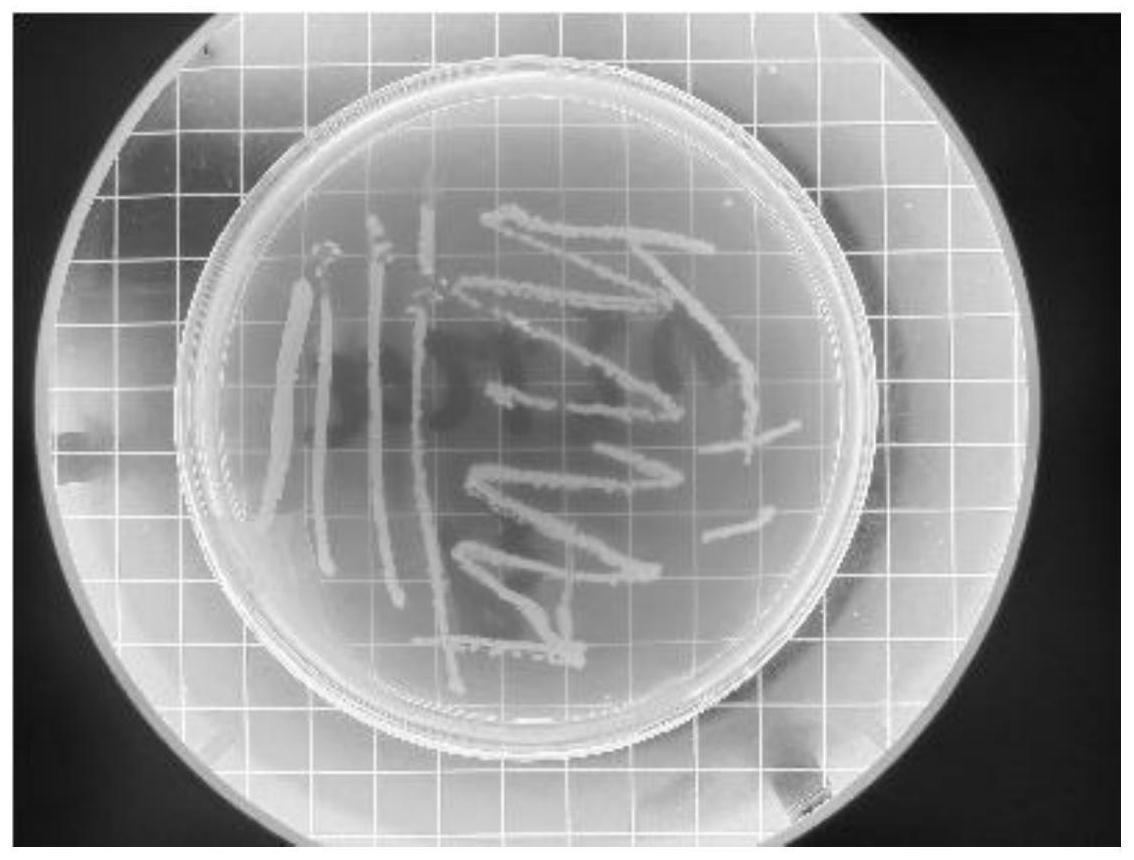 一种莫海威芽孢杆菌及其应用的制作方法