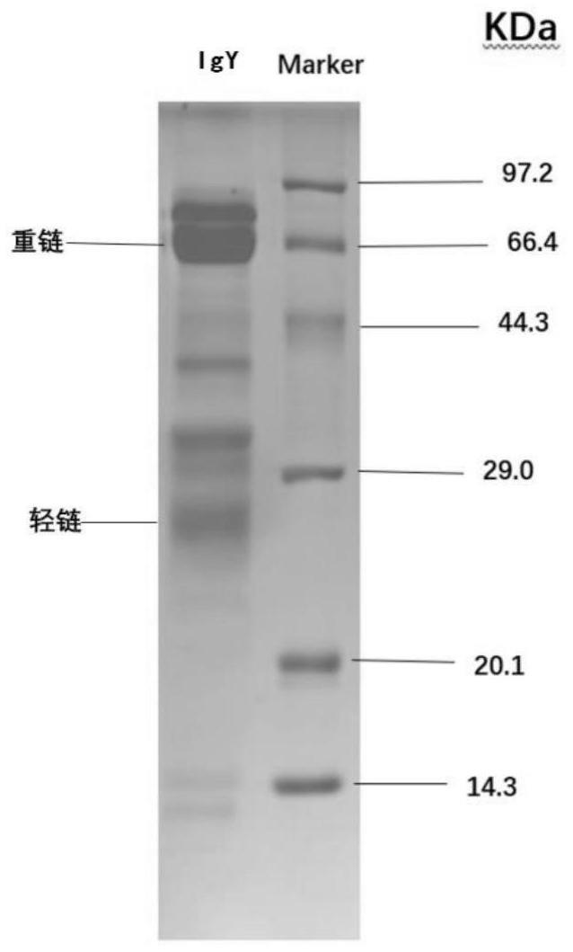 一种用于防治新冠肺炎的SARS-CoV-2卵黄中和抗体IgY喷雾剂的制作方法