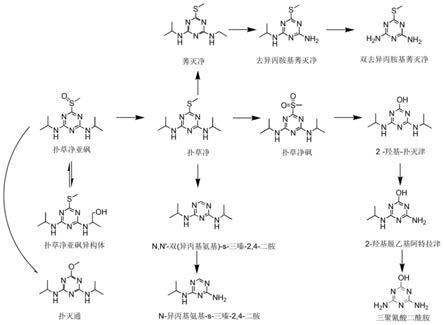 采用植物水培技术筛查和定量扑草净代谢物的质谱检测方法与流程