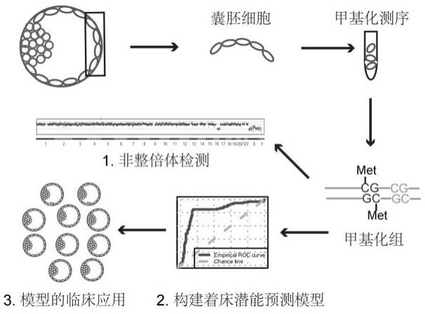 一种同时实现囊胚非整倍体检测和高着床潜能筛选的方法