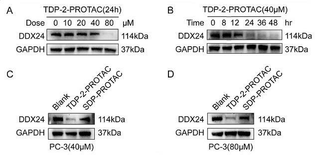 一种靶向DDX24蛋白的水解靶向嵌合体及其应用