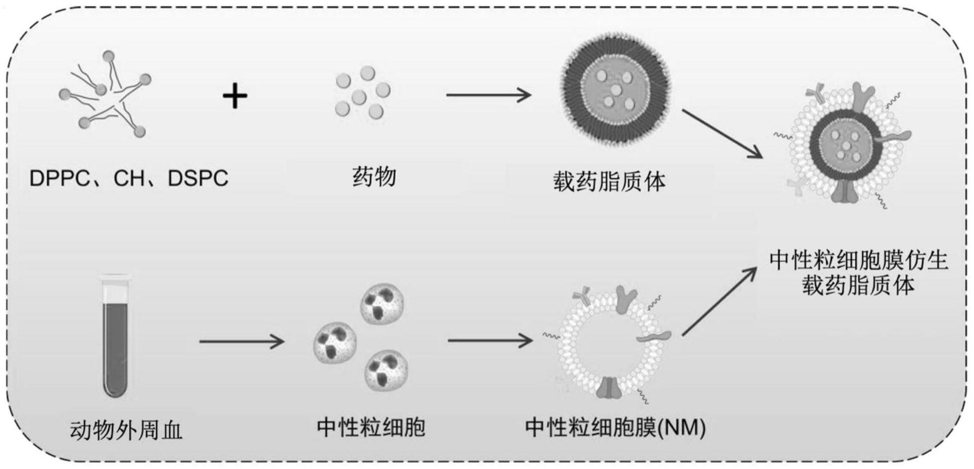 特异靶向脉冲电场消融术后炎症区的仿生载药纳米粒及制备方法