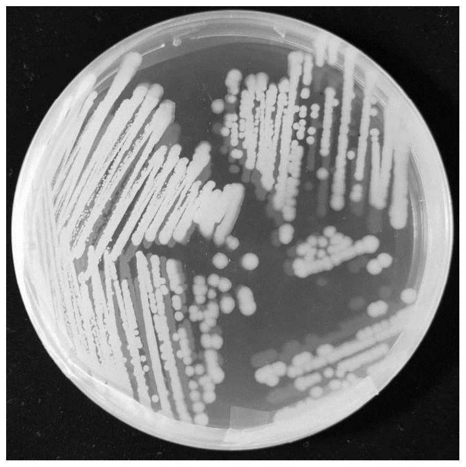 一种芽孢杆菌及其应用