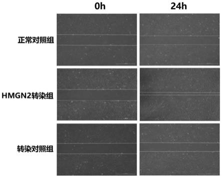 一种基因修饰的干细胞及用作组织工程与再生医学种子细胞的用途的制作方法