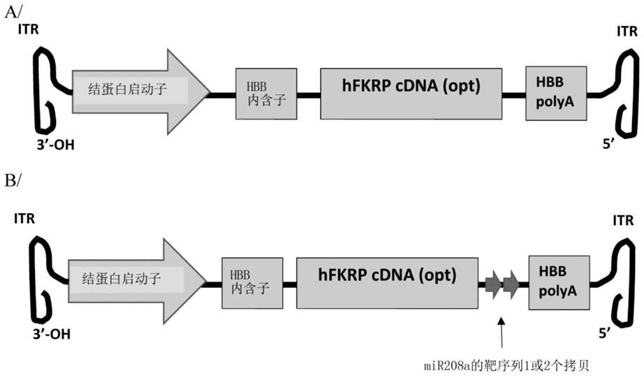 减轻FKRP心脏毒性的基因治疗表达系统