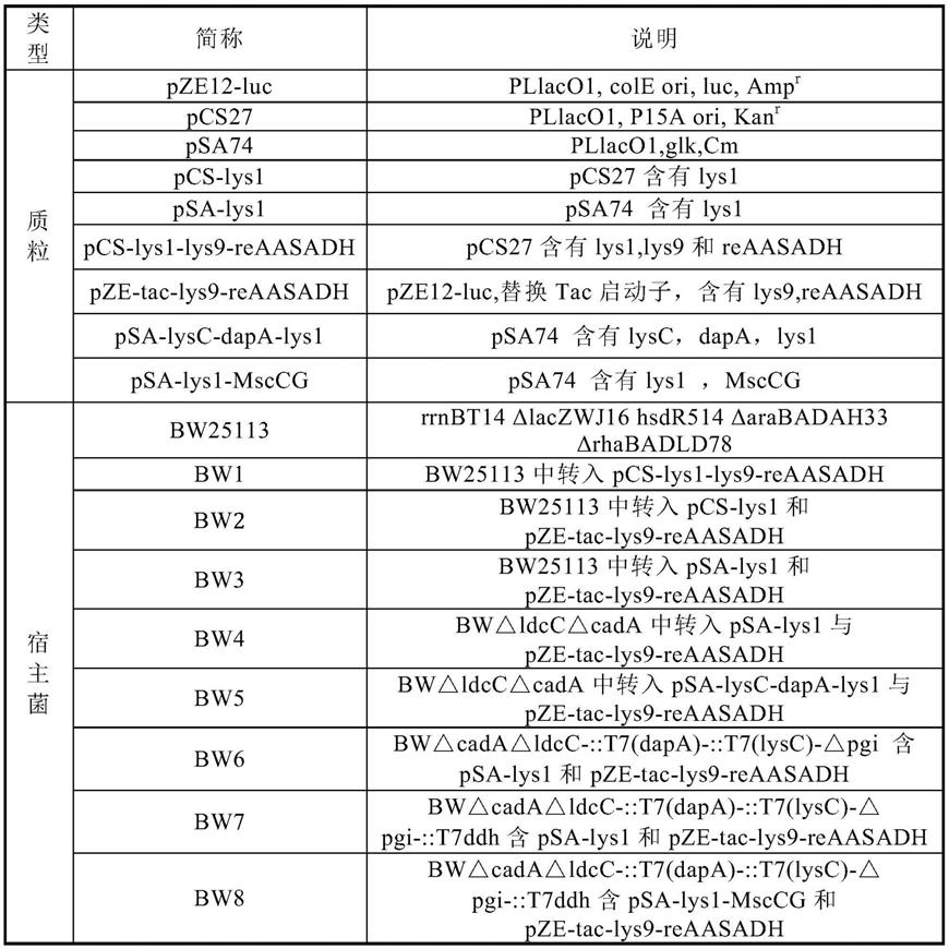 合成高谷氨酸的工程菌及其构建方法和应用