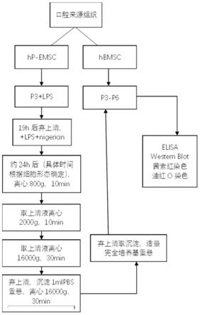 一种牙周牙髓联合病变组织中间充质干细胞的焦亡产物在疾病发生发展中的机制研究方法