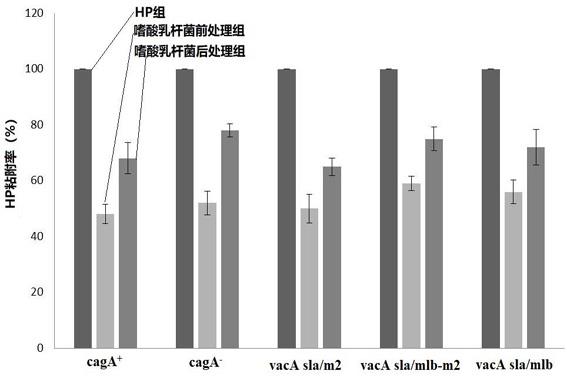 一种抗幽门螺杆菌感染的嗜酸乳杆菌及其培养方法与应用与流程