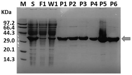 制备猪源干扰素δ5的方法和猪源干扰素δ5的应用