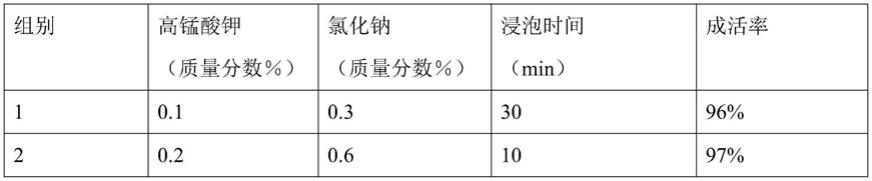 一种打破国兰组培苗移栽休眠缩短生产周期的方法