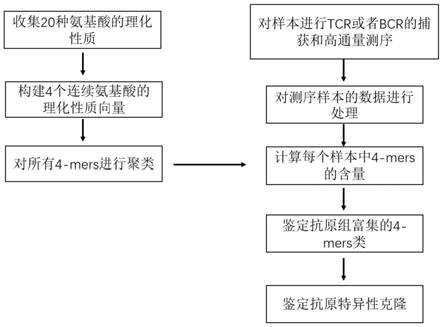 鉴定抗原特异性TCR或BCR的方法及应用与流程