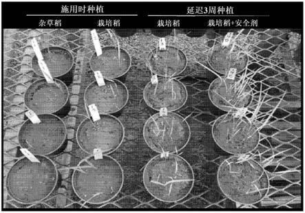 保护水稻免受第15组除草剂的伤害