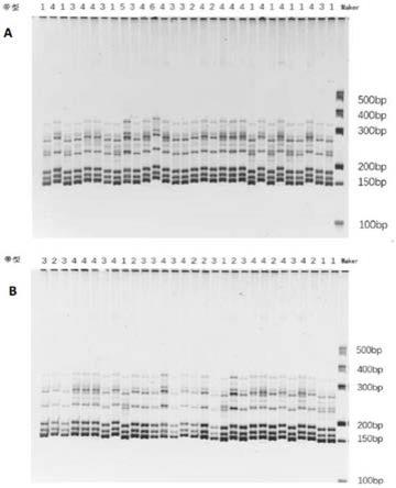 一种与大豆芽期耐低温相关的QTL、分子标记、扩增引物及应用