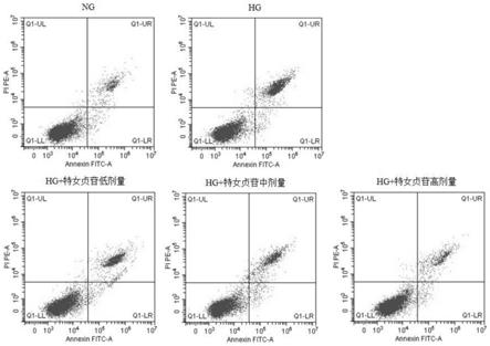 特女贞苷在制备治疗糖尿病视网膜病变损伤药物中的应用的制作方法