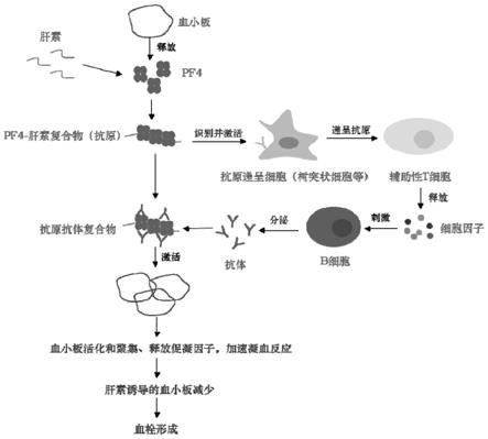 低分子肝素生物制品免疫原性的体外检测方法