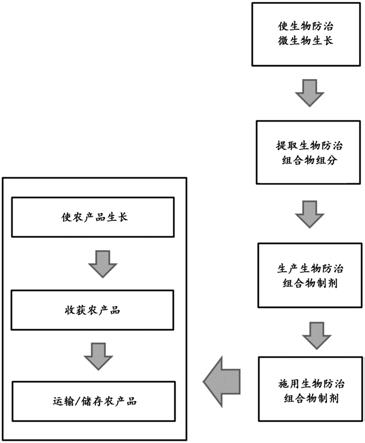 用于植物以预防或减少真菌病原体的微生物组合物的制作方法