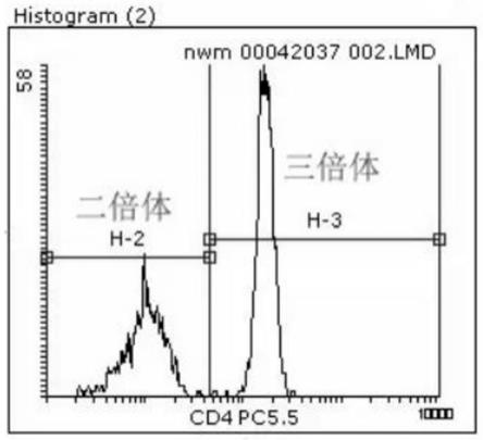 一种虹鳟全雌三倍体规模化制种方法与流程