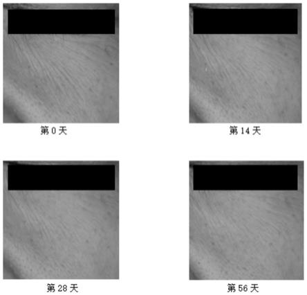 一种透明质酸与外泌体复配的抗衰原液及其制备方法与流程