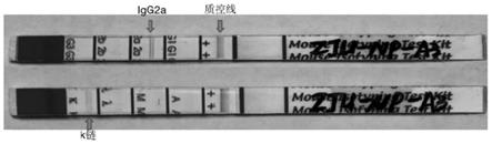 抗H3N2流感病毒核蛋白单克隆抗体ZJU-NP-A3及其在检测中的应用