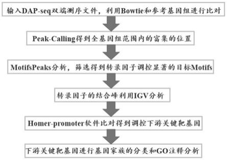 一种在全基因组水平上预测植物生长发育转录因子调控的下游靶基因的方法