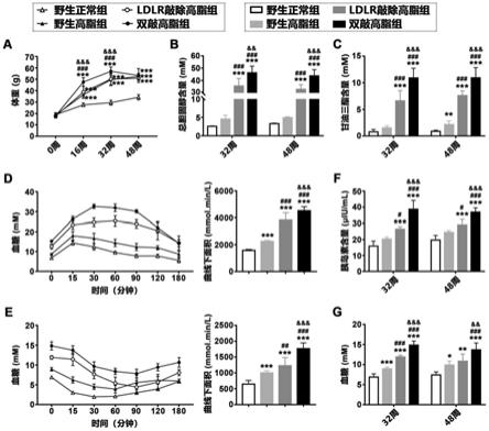 一种基于PEDF/LDLR双基因敲除的非酒精性脂肪性肝炎小鼠模型构建方法及应用