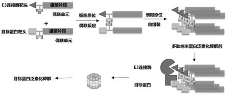 一种多肽PROTAC分子及其制备方法和应用与流程