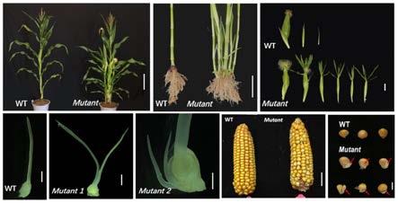 GT1/HB13基因在调控玉米雌穗下位花不退化及抗倒伏中的应用