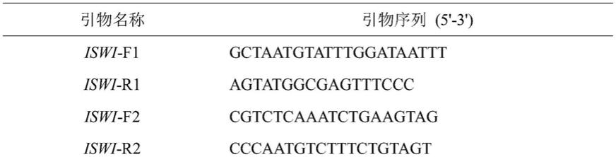 一种番茄潜叶蛾染色质重塑因子ISWI及其编码基因和应用