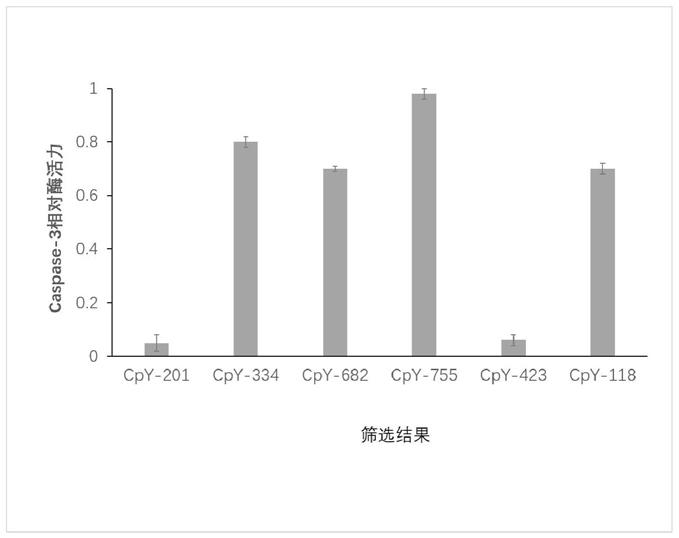 抗衰老活性肽与骨髓间充质干细胞在制备抗衰老的药物或者美容产品中的用途的制作方法