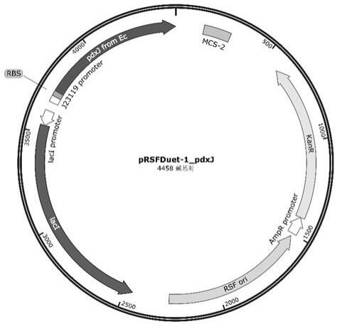 磷酸吡哆醇合酶PdxJ突变体及其在制备维生素B6中的应用