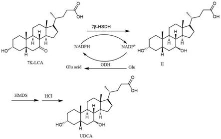 一种高纯度熊去氧胆酸的制备方法与流程