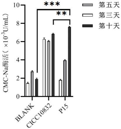 纤维素降解菌及菌剂、制备方法、应用和降解酒糟的方法