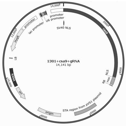 一种CRISPR/Cas9基因编辑载体、构建方法及其应用