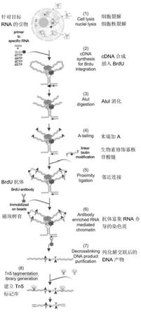 RNA介导的染色质构象捕获方法