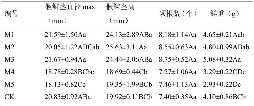 云南独蒜兰的培育方法及其有效成分的检测方法与流程