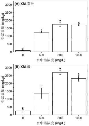 一种利用香料植物修复水体和土壤铅污染的方法