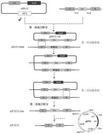 一种副溶血弧菌基因高效敲除质粒的构建方法