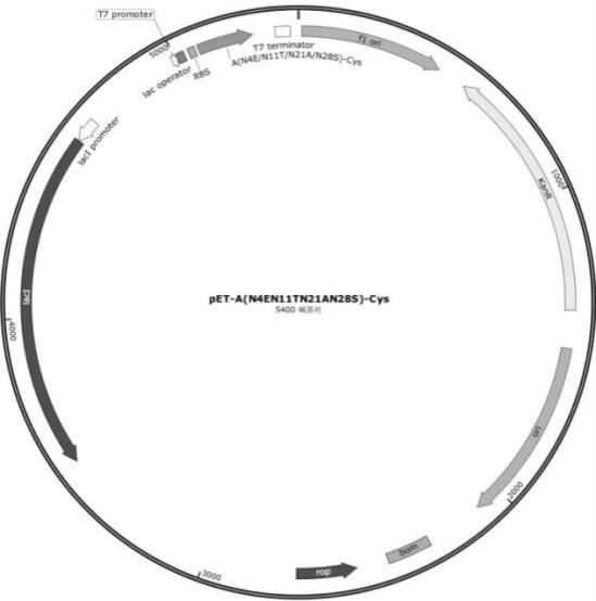 能够结合于抗体分子Fc区域的抗体结合蛋白及其应用的制作方法