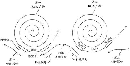 滚环扩增示意图图片