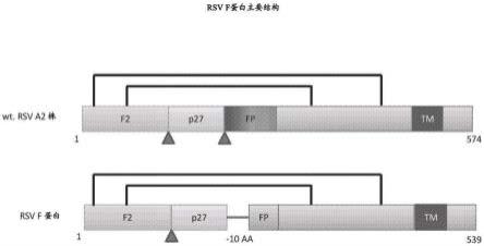 具有改进的稳定性和免疫原性的疫苗组合物的制作方法