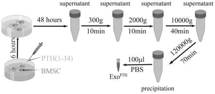 一种PTH刺激的骨髓间充质干细胞外泌体的提取方法及其应用