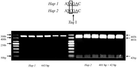 一种鉴定小麦千粒重性状的SNP位点、CAPS分子标记引物对及其应用