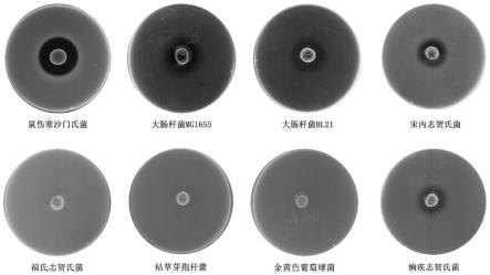 一种MccY重组整合工程菌及其构建方法与应用