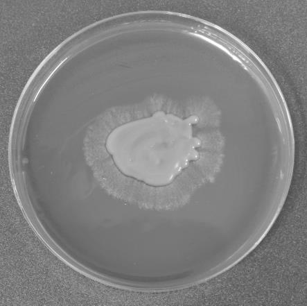 一种诱导金耳菌芽孢萌发菌丝的培养基及制备、培养方法与流程