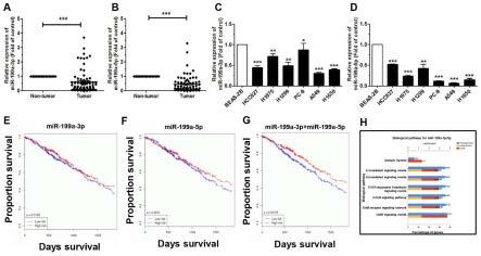 基因miR-199a-3p和miR-199a-5p在抗非小细胞肺癌药物中的应用
